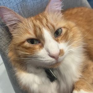 Meet your Posher, Melodie